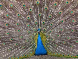 38bisUn pavo real en el Campo del Moro